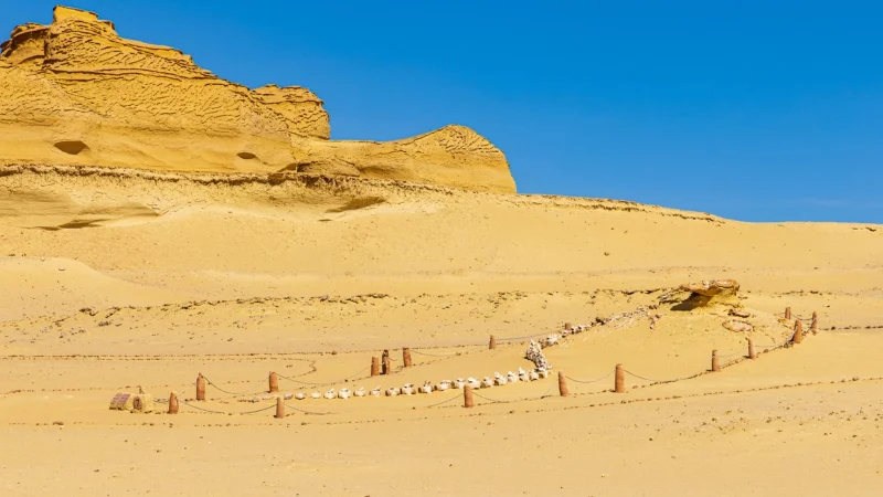 2 Day Trip to Fayoum & Wadi Hitan from Cairo